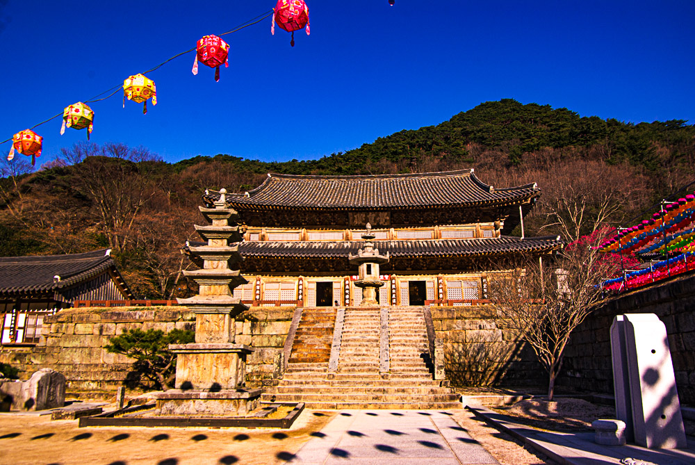 화엄사 홍매화 4