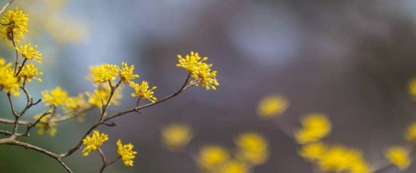 봄이 온 풍경 - 석성산에 오르는 길에 담아본 봄꽃들 5