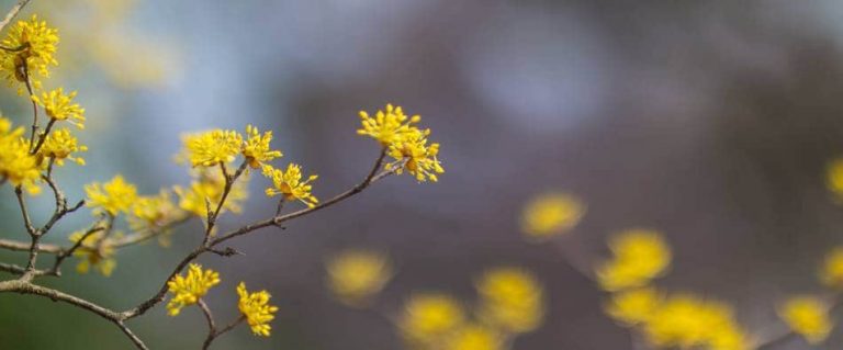 봄이 온 풍경 – 석성산에 오르는 길에 담아본 봄꽃들