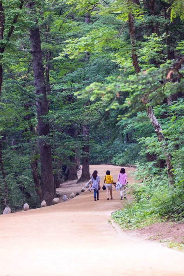 평창 월정사가는 전나무숲길을 걷는 사람들-4987
