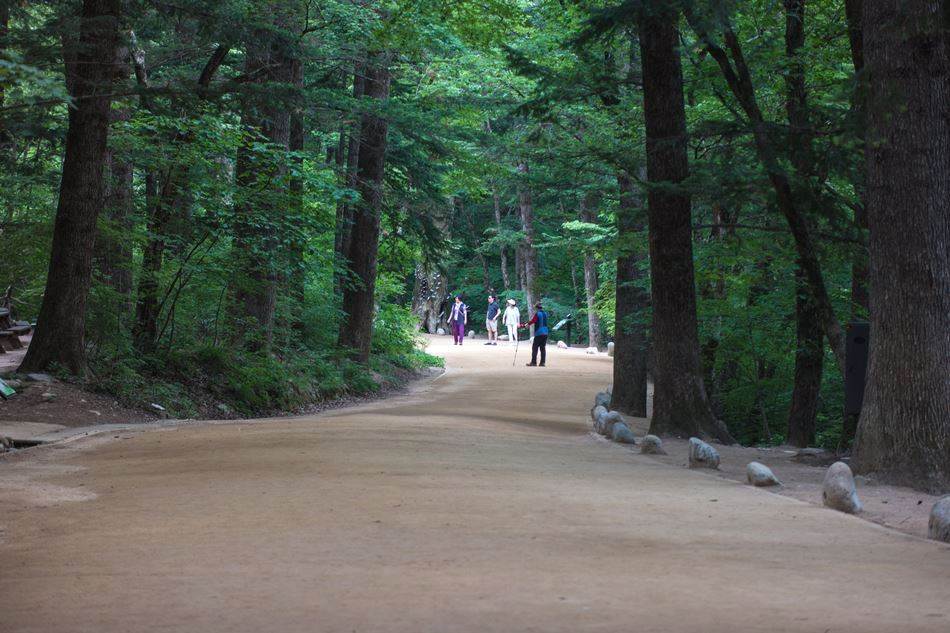 평창 월정사가는 전나무숲을 걷는 사람들-4977