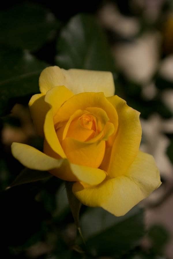 5월 에버랜드 장미(20080511)-1798