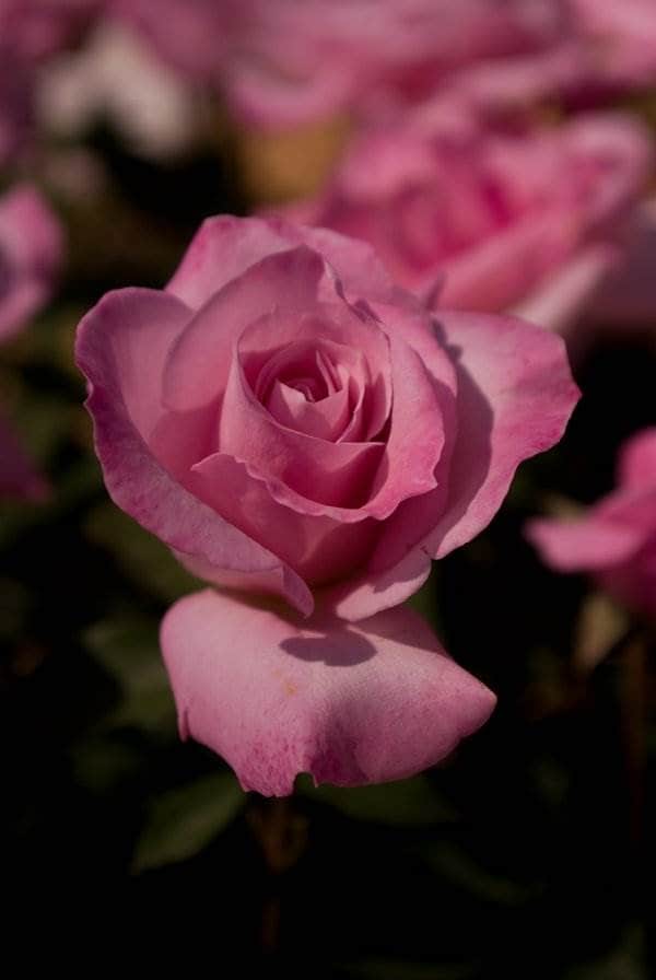 5월 에버랜드 장미(20080511)-1806