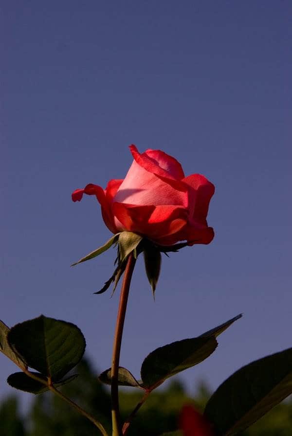 5월 에버랜드 장미(20080511)-1968