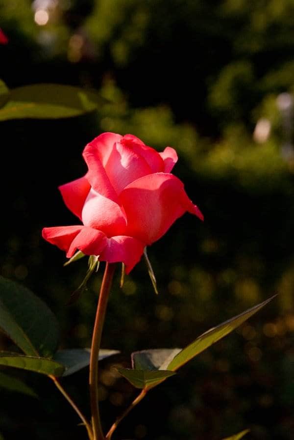 5월 에버랜드 장미(20080511)-1970