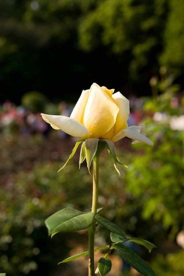 5월 에버랜드 장미(20080511)-1981