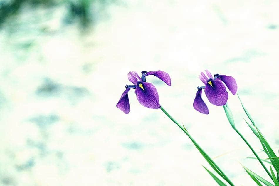 강원 켄싱턴호텔에 담은 창포-