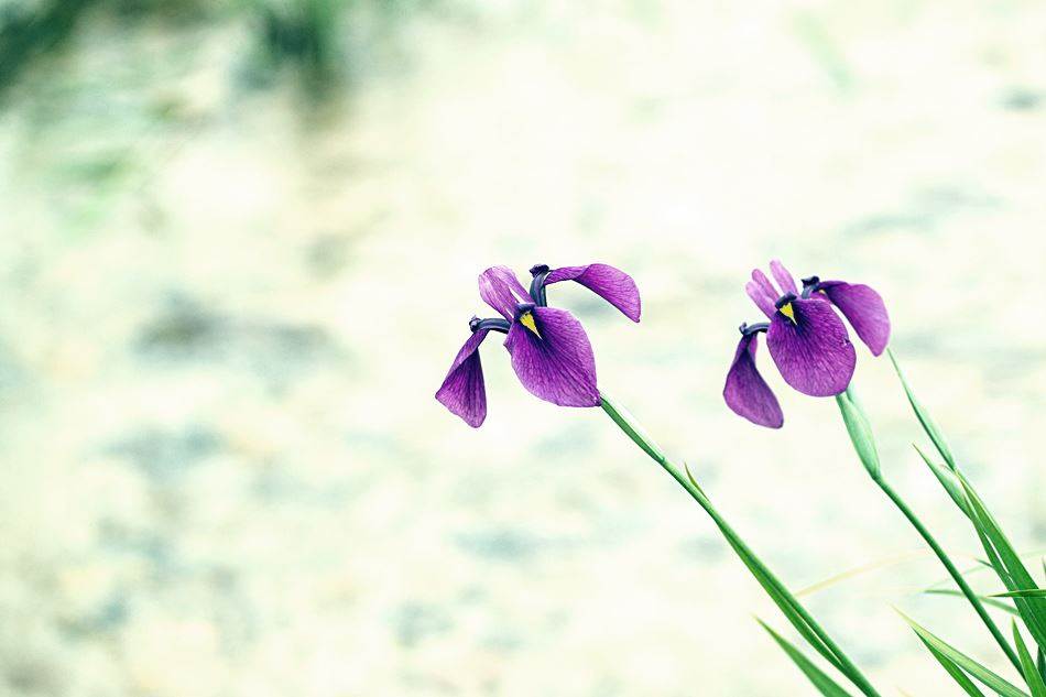 강원 켄싱턴호텔에 담은 창포-4557