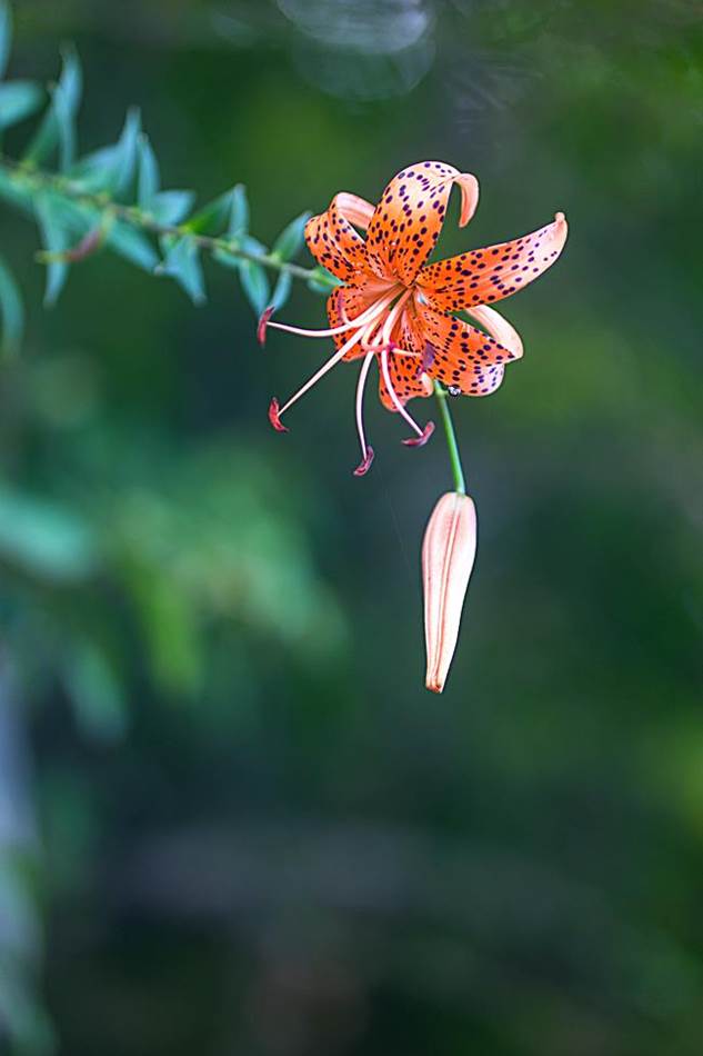 광지원계곡에서 담아본 나리꽃-8722