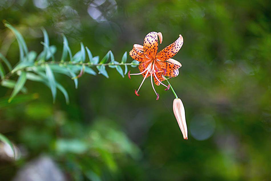 광지원계곡에서 담아본 나리꽃-8726