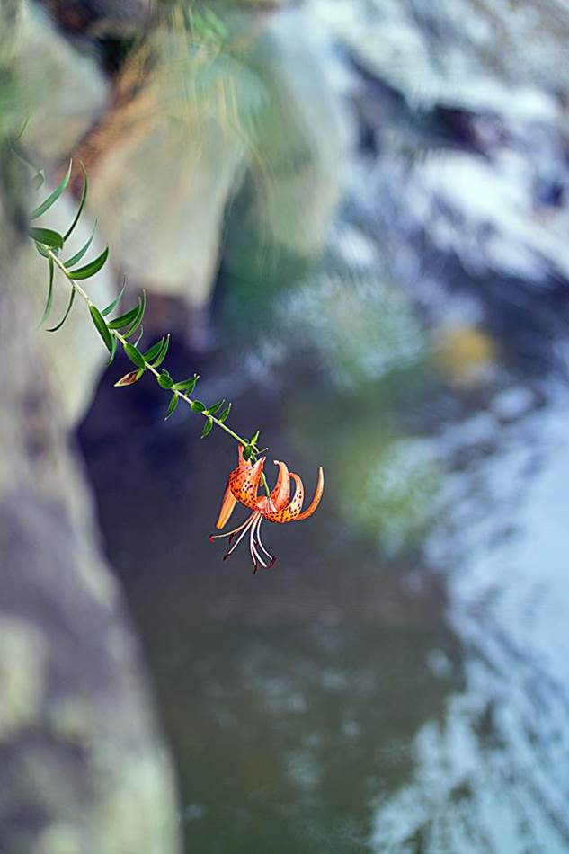 광지원계곡에서 담아본 나리꽃-8737