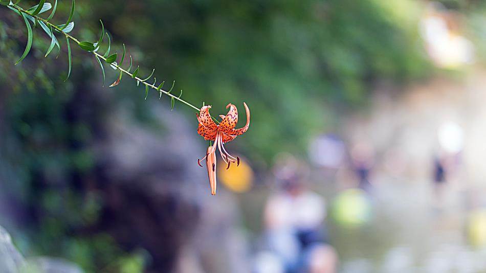 광지원계곡에서 담아본 나리꽃-8743