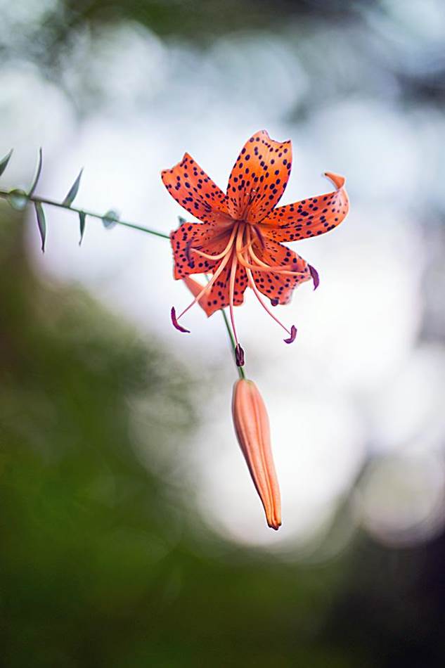 광지원계곡에서 담아본 나리꽃-8753