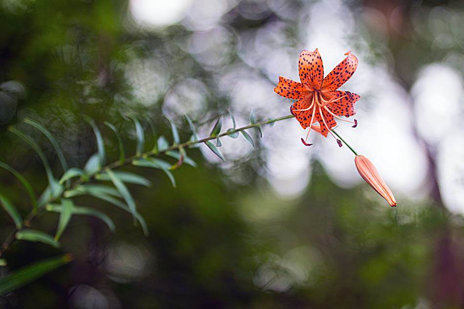 광지원계곡에서 담아본 나리꽃-8769