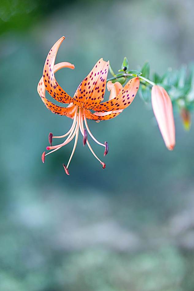 광지원계곡에서 담아본 나리꽃-8794