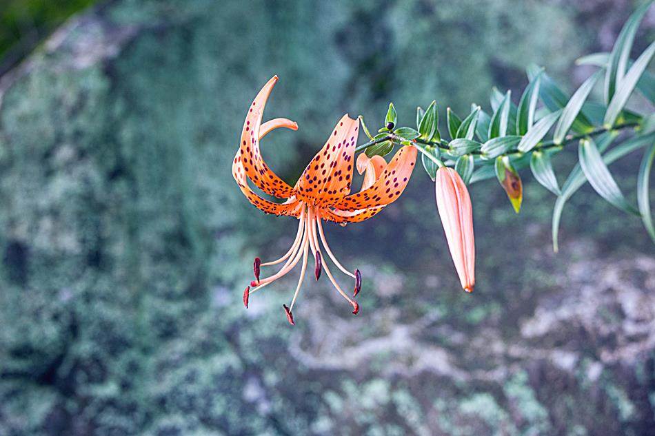 광지원계곡에서 담아본 나리꽃-8806