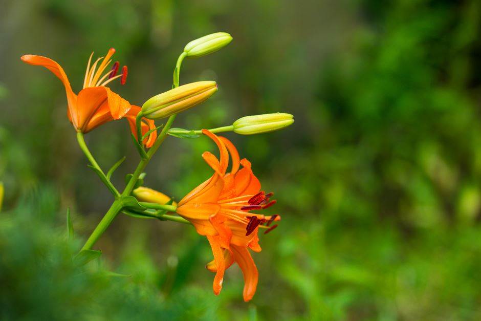 하늘 향해 펼친 아름다운 꽃 _ 하늘나리꽃 48 나리_하늘말나리-06239067.jpg