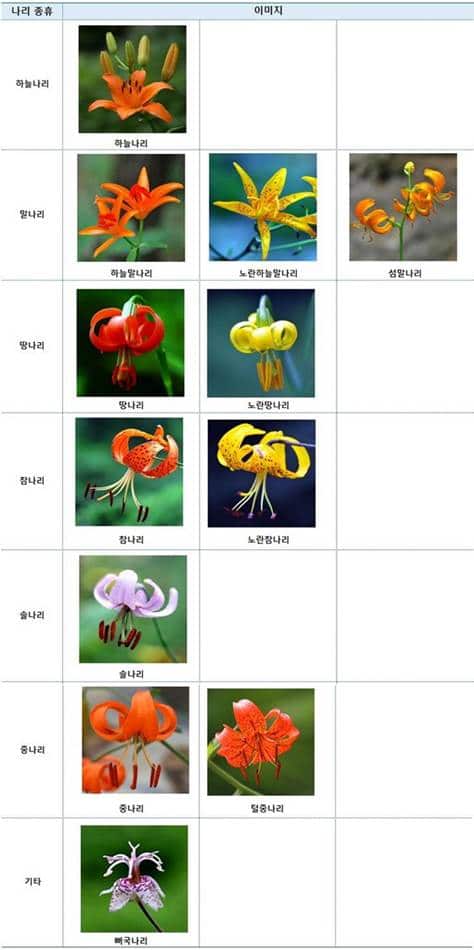 나리꽃 종류 resize