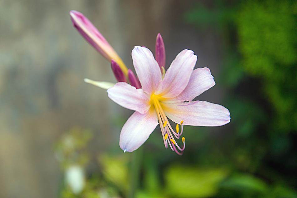 동해 묵호등대에서 담아본 나리꽃-8384