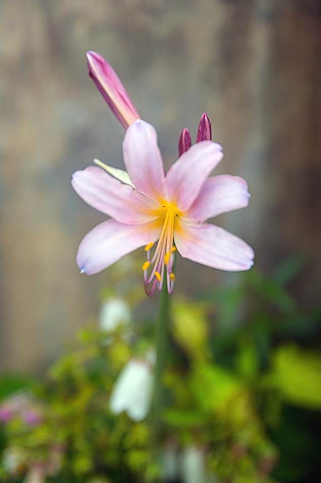 동해 묵호등대에서 담아본 나리꽃-8386