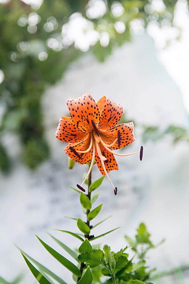 동해 묵호등대에서 담아본 나리꽃-8391