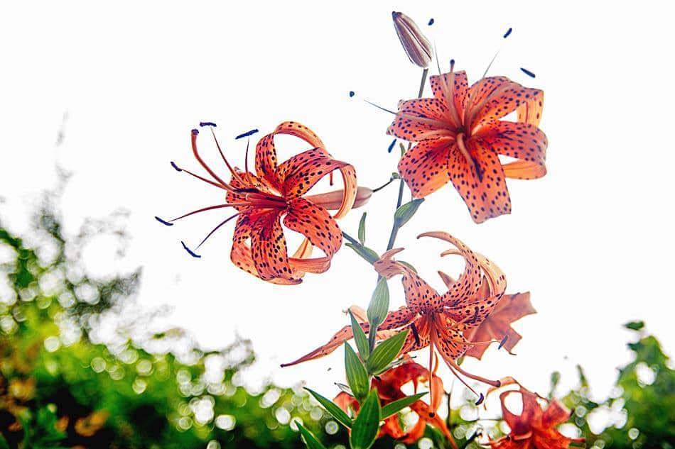 동해 묵호등대에서 담아본 나리꽃-8404