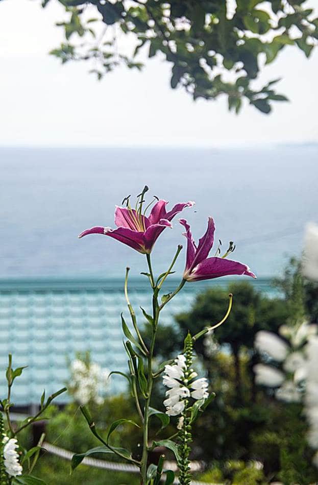 동해 묵호등대에서 담아본 나리꽃-8438