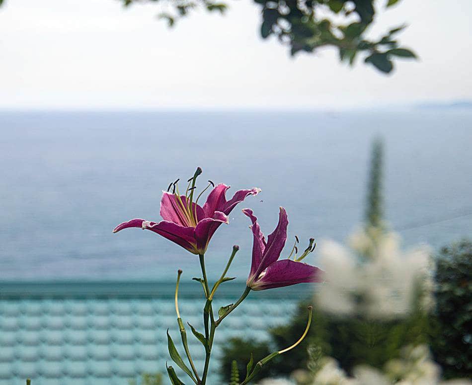 동해 묵호등대에서 담아본 나리꽃-8451