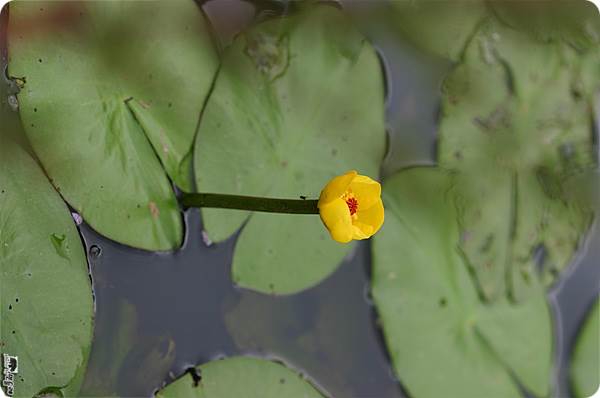 관곡지 수련을 보다