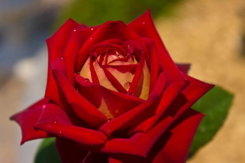 5월 에버랜드 장미 - 농익은 아름다움을 보기엔 조금 더 시간이 필요하다 2 장미-1235.jpg