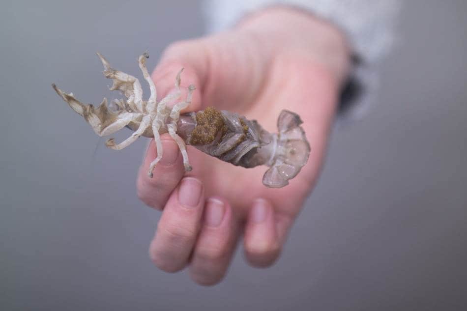 4월 제부도 이야기 - 갯벌에서 쏙을 잡아보다 83 제부도 여행(160410) _ 알밴 쏙-0621.jpg