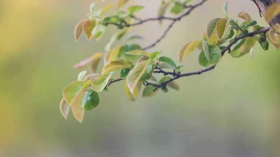 파릇파릇 모과나무 잎 -1274.jpg