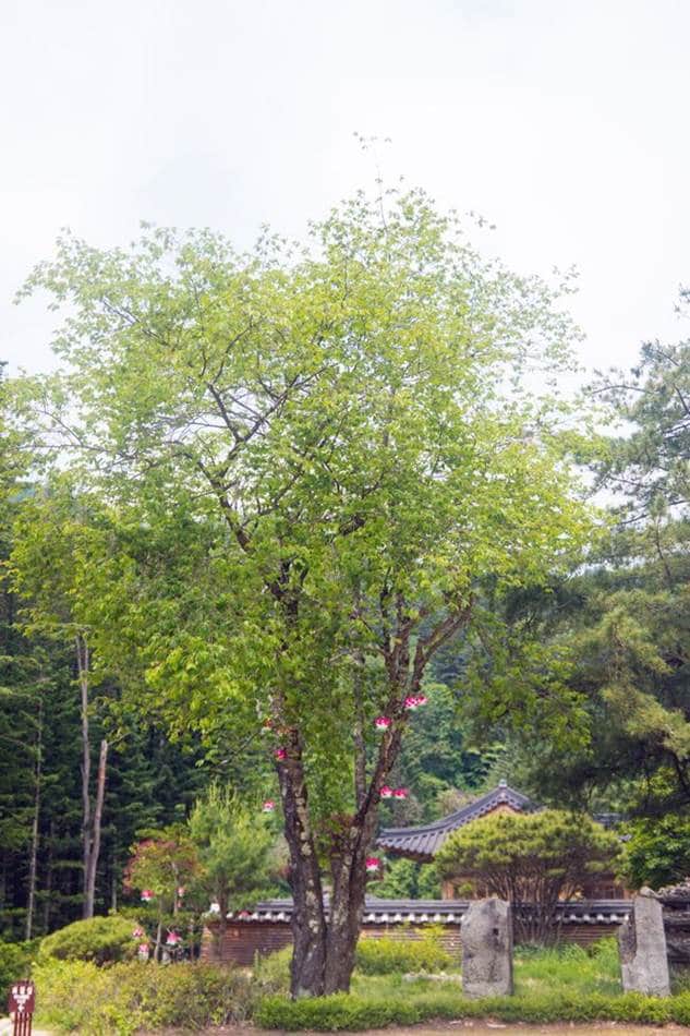 평창 월정사 경내 나무-4869