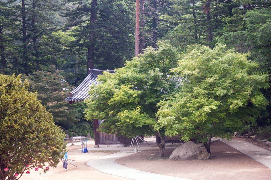 평창 월정사 금강루에 바라본 사천왕문 나무에 가려서 잘 보이지는 않음-4843