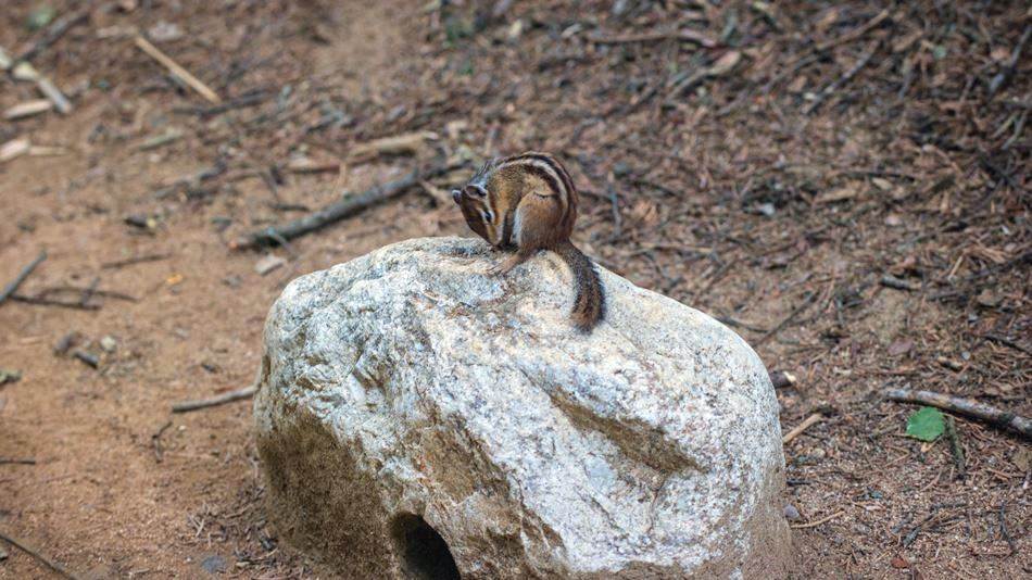 평창 월정사 월정사에서 나와 전나무숲에 만난 다람쥐-4963