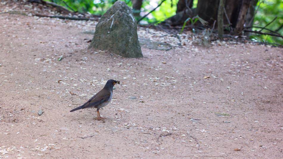 평창 월정사 월정사에서 나와 전나무숲에 만난 새-4940