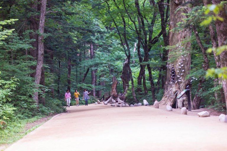 [강원여행]월정사가는길 – 월정사 전나무숲길, 전국에서 가장 아름다운 숲길에서 느끼는 여유