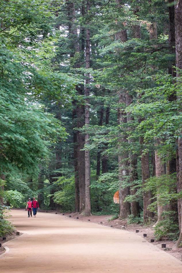 평창 월정사가는 전무무숲길 -5011