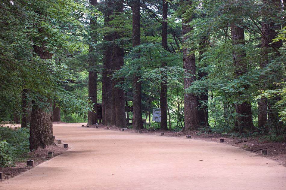 평창 월정사가는 전무무숲길 -5012