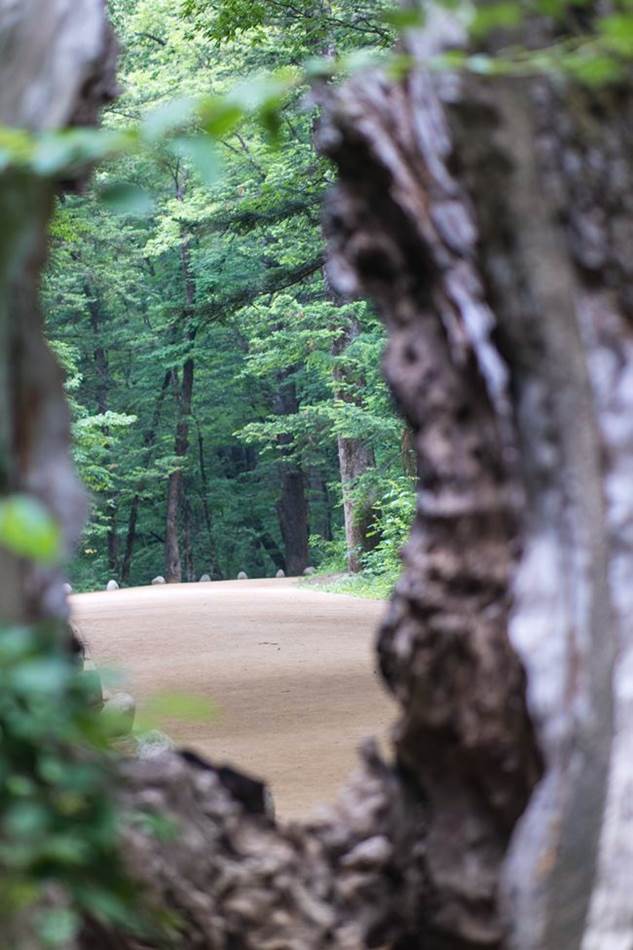 평창 월정사가는 전나무숲길 고목사이로 보이는 풍경-4995