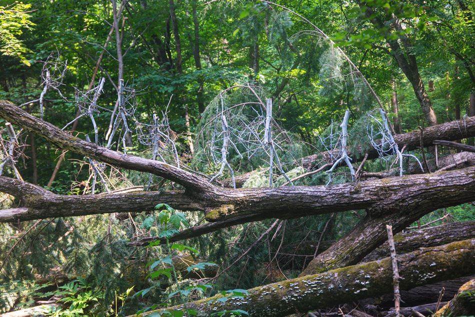 평창 월정사가는 전무무숲에 있느는 예술 작품_무제-4760