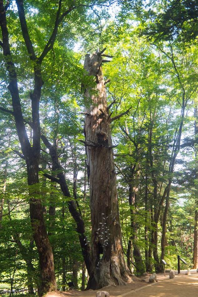 평창 월정사가는 전무무숲에 있느는 예술 작품_하얀정신-4780