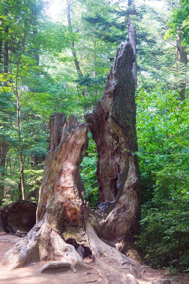 평창 월정사가는 전무무숲의 고목-4778