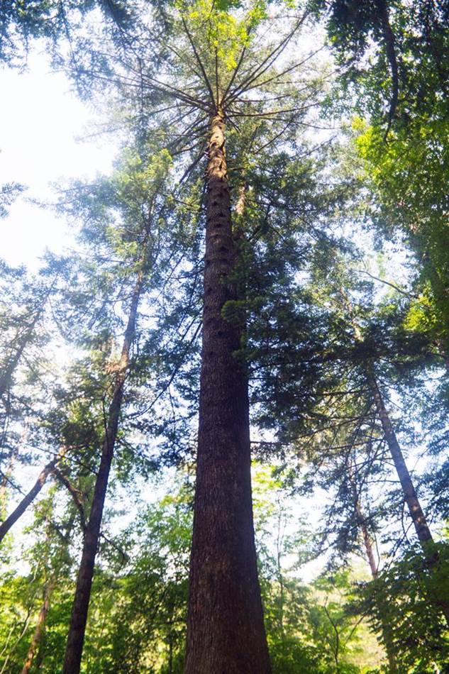 평창 월정사가는 전무무숲의 아름드리 전나무-4762