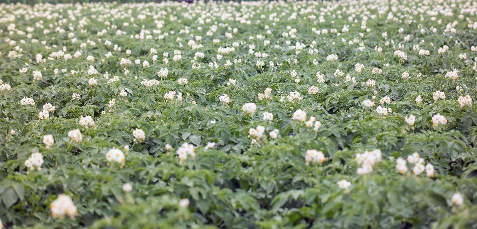 평창 월정사가는길 감자밭-5040