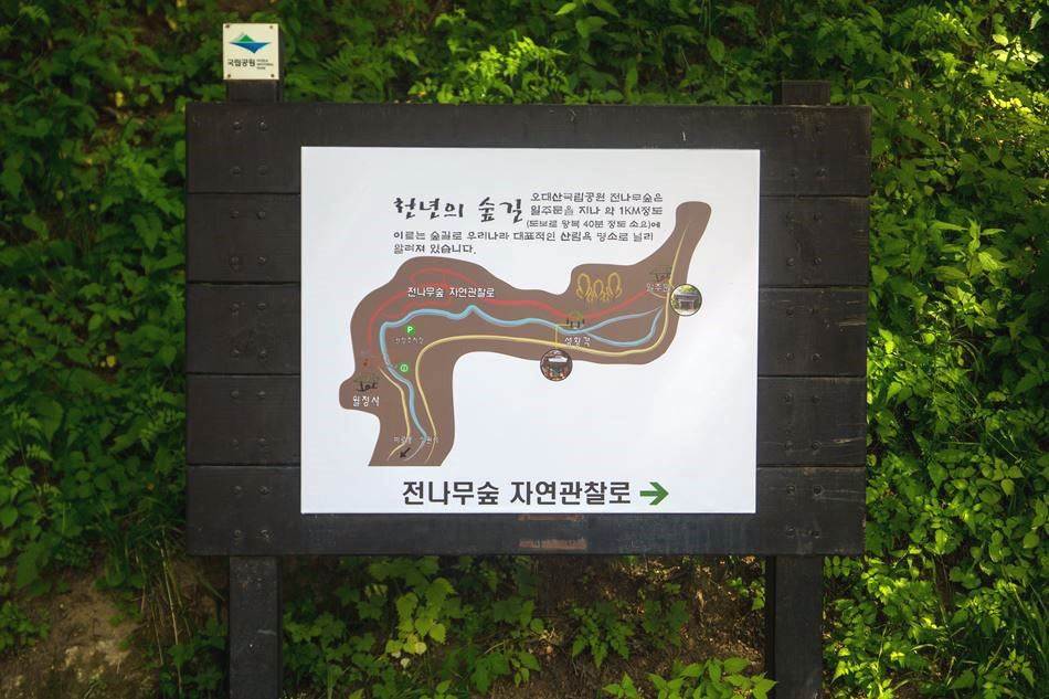 평창 월정사가는길 전나무숲 자연관찰로 안내도-4812