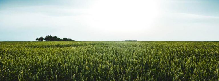 고창 청보리밭에 다녀와서