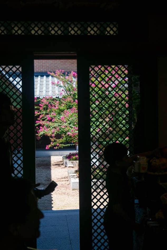 벗에 대한 그리움, 탈속 그리고 절개로 선비들이 사랑한 배롱나무 꽃(백일홍) 55 낙원가든 실내에서 바라본 밖 풍경 배롱나무가 보이는 풍경-9801