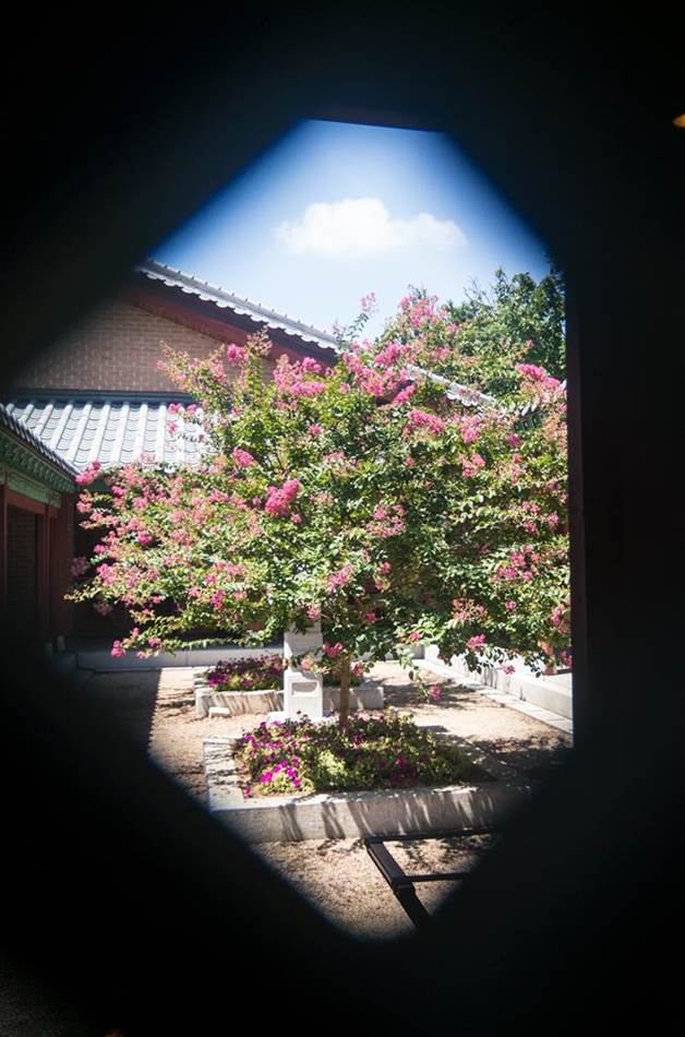벗에 대한 그리움, 탈속 그리고 절개로 선비들이 사랑한 배롱나무 꽃(백일홍) 56 낙원가든 실내에서 창살문으로 바라본 밖 풍경 배롱나무가 보이는 풍경-9906