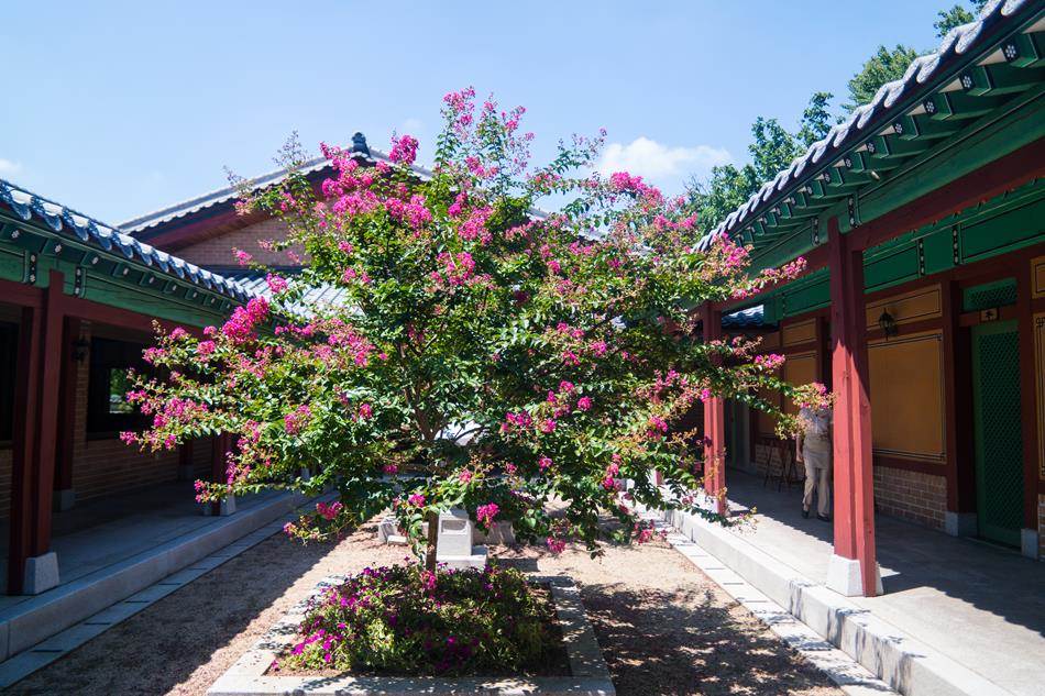 벗에 대한 그리움, 탈속 그리고 절개로 선비들이 사랑한 배롱나무 꽃(백일홍) 53 닉원가즌 안 배롱나무-9913